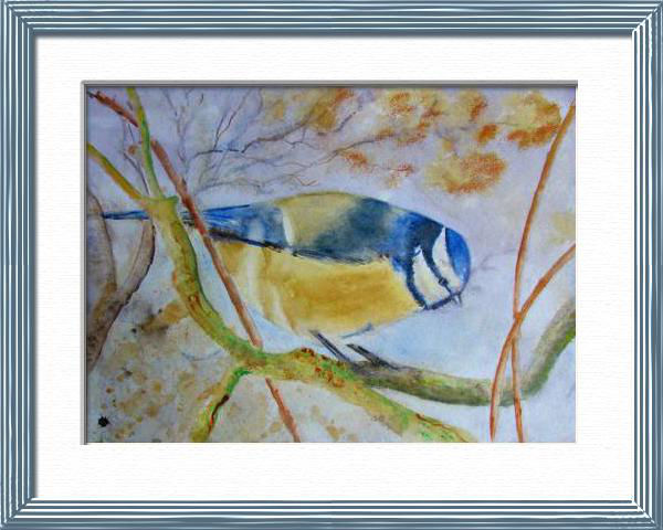 Blue titmouse, From a Quentin's photo, Birds - , original framed watercolour, world travel diary, world watercolour