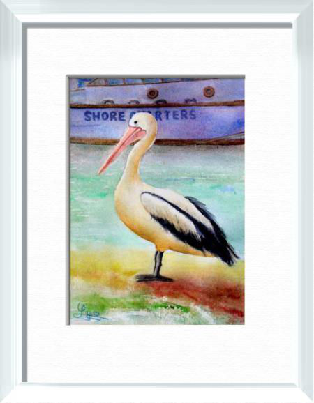 Un pélican au repos, Australie du Sud, Australie - Oiseaux - , aquarelle originale encadree, aquarelle avec cadre, carnet de voyage, aquarelle du monde