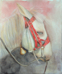 Geko, l'âne népalais, , peinture, aquarelle, carnet de voyage, monde, Clairanne Filaudeau 