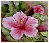 Un hibiscus rose, Madras - Inde, peinture, aquarelle, carnet de voyage, monde, Clairanne Filaudeau 