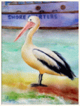 Un pélican au repos, Australie du Sud, peinture, aquarelle, carnet de voyage, monde, Clairanne Filaudeau 