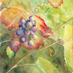 Aquarelle originale : Flowers and plants-Black grape