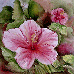 Aquarelle originale : Flowers and plants-A rose hibiscus, Madras - India