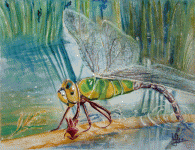 Aquarelle originale : Nos amies les bêtes-Libellule - Anax empereur
