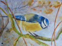 Aquarelle originale : Birds-Blue titmouse, From a Quentin's photo