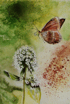 Aquarelle originale : Insects-Butterfly, Mélitée des centaurées