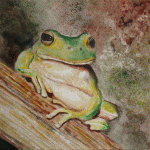 Aquarelle originale : Nos amies les bêtes-Rainette sarde