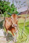 Aquarelle originale : Nos amies les bêtes-Une vache sacrée
