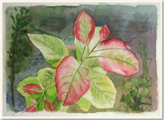 Aquarelle originale, Feuilles pourpres, peinture, aquarelle, carnet de voyage , feuilles, vert, nature