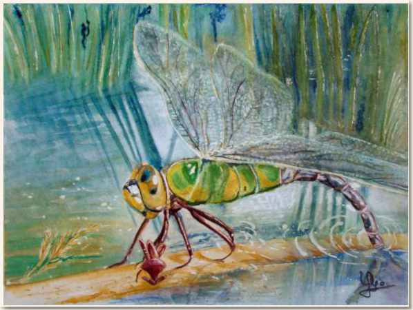 Original watercolour, Dragonfly - Anax imerator, From a Quentin's photo., paint, watercolour, world diary, watercolour , 