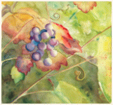 Black grape, , painting, aquarelle, watercolour, travel diary, world, Clairanne Filaudeau 