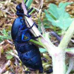 Méloé printanier (Meloe proscarabaeus)