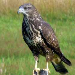 buse variable