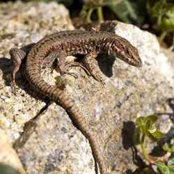 Lézard des murailles