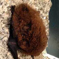 Pipistrelle Commune