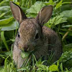 Lapin de Garenne