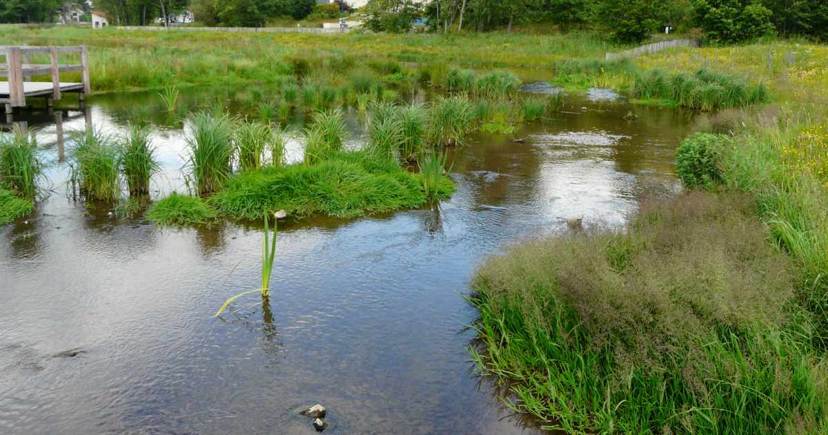 Zone humide et cours d'eau préservé