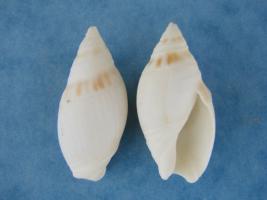 Amalda Marginata