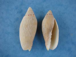 Amoria Turneri
