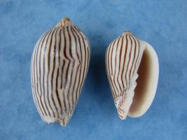 Amoria Zebra