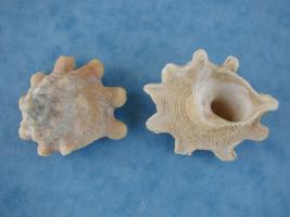 Astraea Rotularia