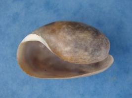 Bulla Botanica