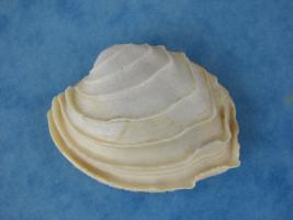 Callanaitis Disjecta