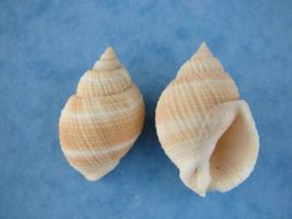 Cancellaria Westralis