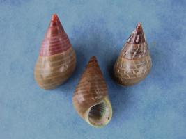 Cantharidus Eximius