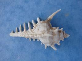 Chicoreus Damicornis