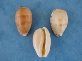 Cypraea Comptonii