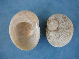 Granata Imbricata