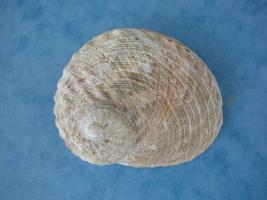 Haliotis Cyclobates