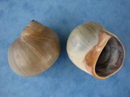 Polinices Sordidus