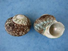 Subninella Undulata