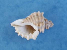 Cabestana Cutacea