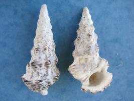 Cerithium Nodulosum