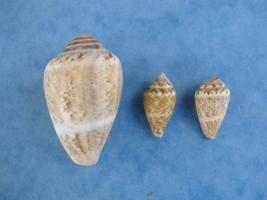 Conus Ventricosus