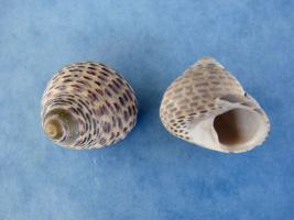 Monodonta Turbinata