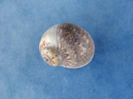 Payraudeautia Intricata