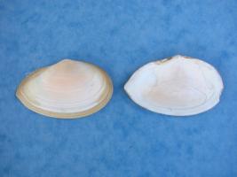 Tellina Planata
