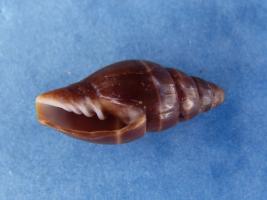 vexillum ebenus