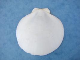 Amusium Pleuronectes