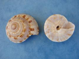Architectonica Laevigata