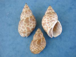 Babylonia Zeylanica