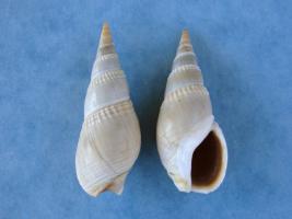 Bullia Vittata