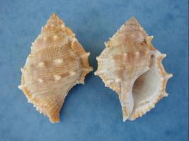 Bursa Rana