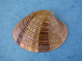 Callista Erycina