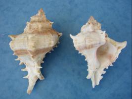 Chicoreus Cichoreum