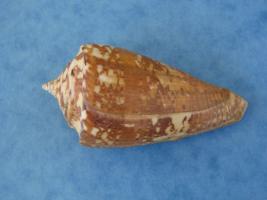 Conus Amadis